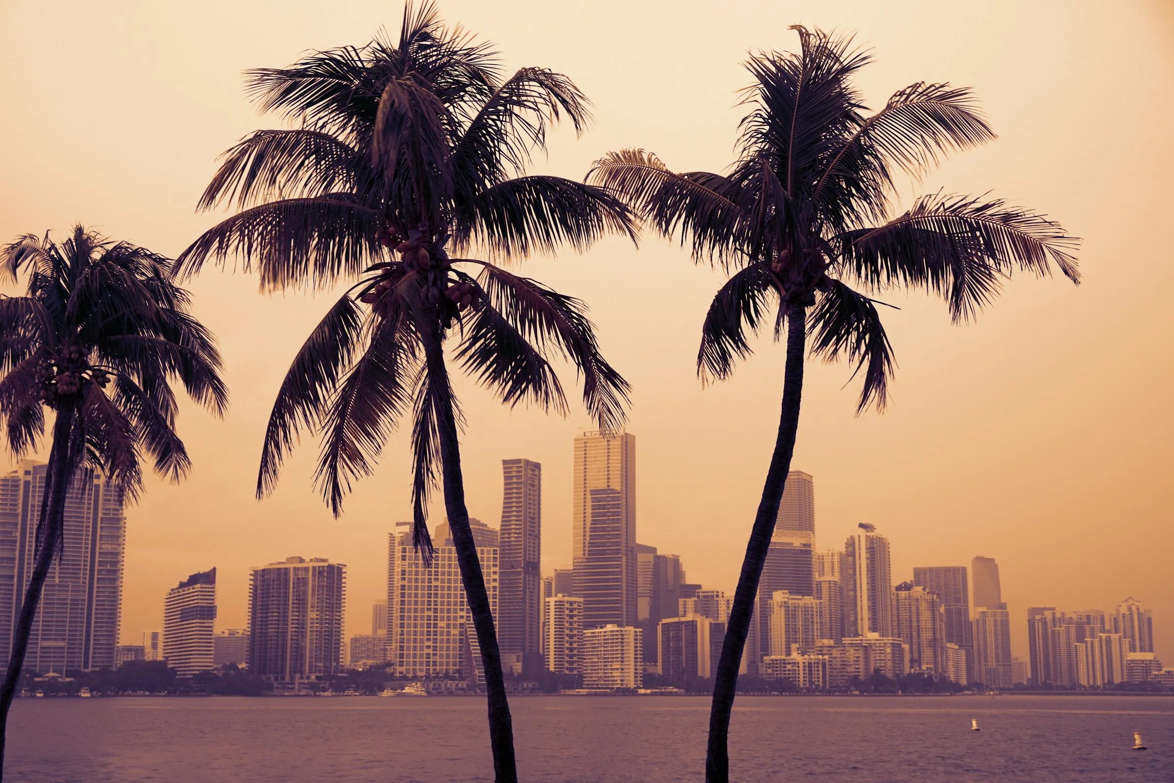 Palm trees and a waterfront skyline at golden hour